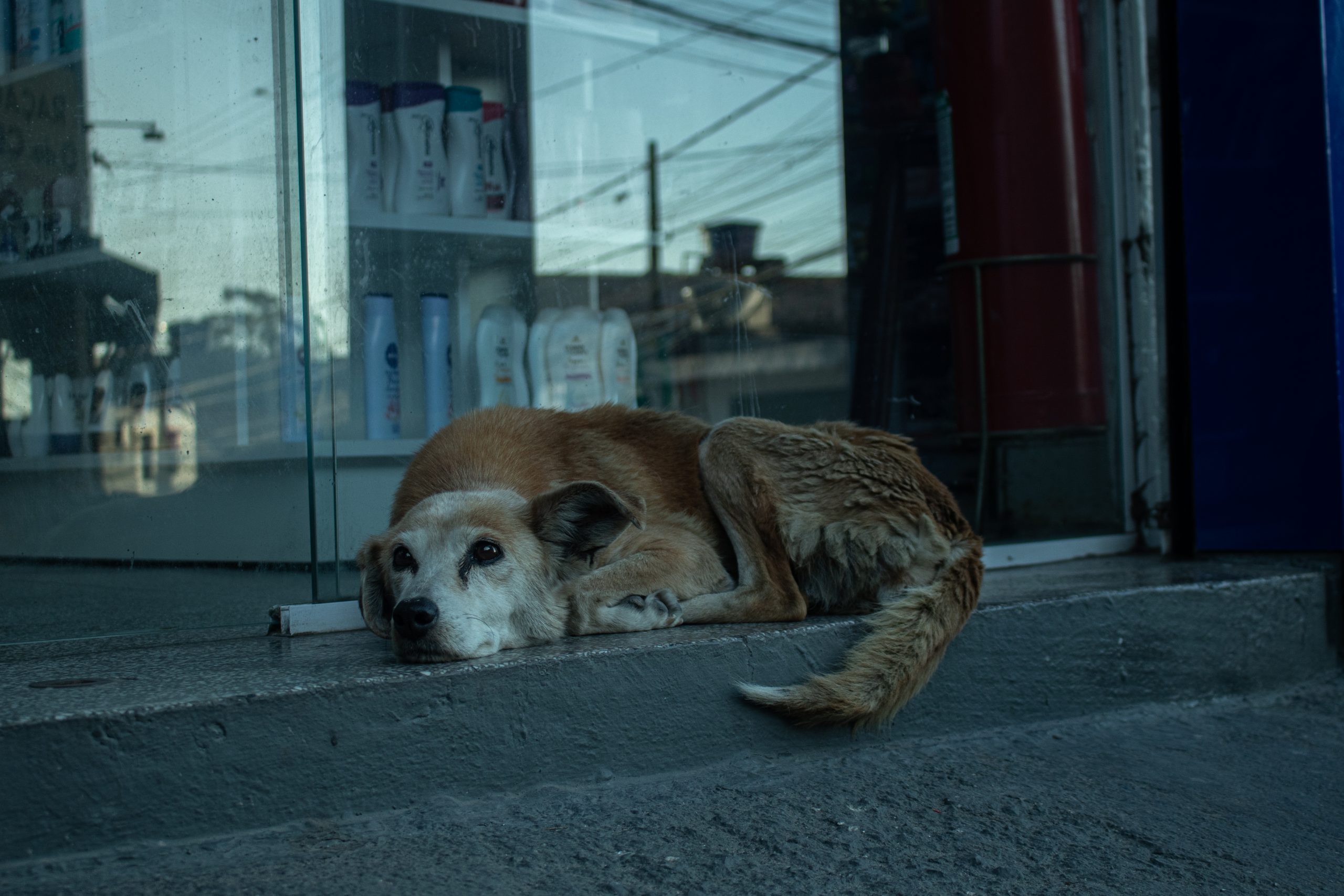 Cachorro de pelo amarelado deitado em calçada na porta de uma loja na periferia de São Paulo