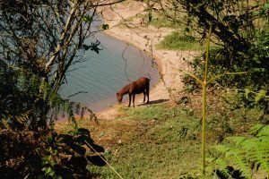 Cavalo na beira da represa Billings.