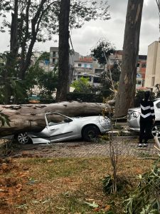 Queda de árvores atinge veículos e imóveis em Interlagos (foto arquivo pessoal)